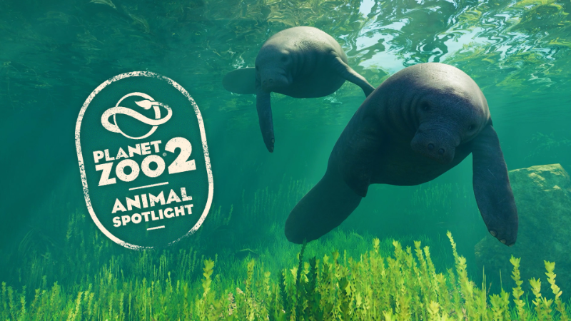 Animal Spotlight: West Indian Manatee